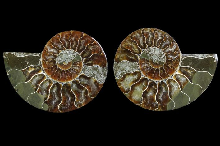Cut & Polished Ammonite Fossil - Agatized #78397
